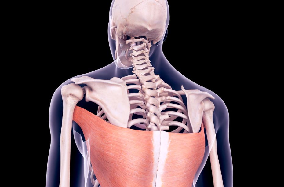 latissimus dors spieren roeitrainer spiergroepen