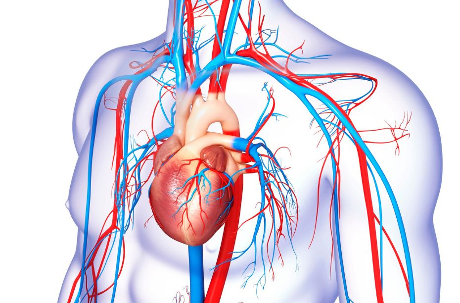 cardiovasculair systeem uitleg